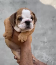 Buy Male English Bulldog Puppy from Vizag